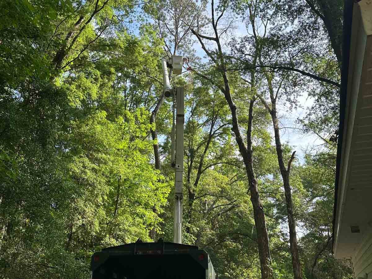 El Costeño Tree Service LLC